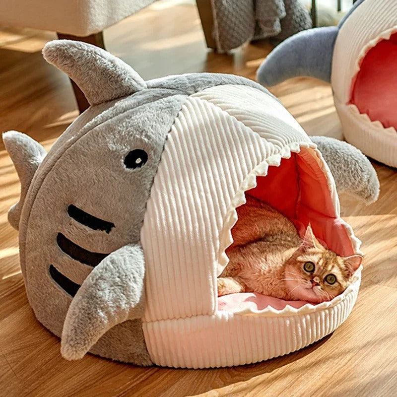Sweet Tooth Shark