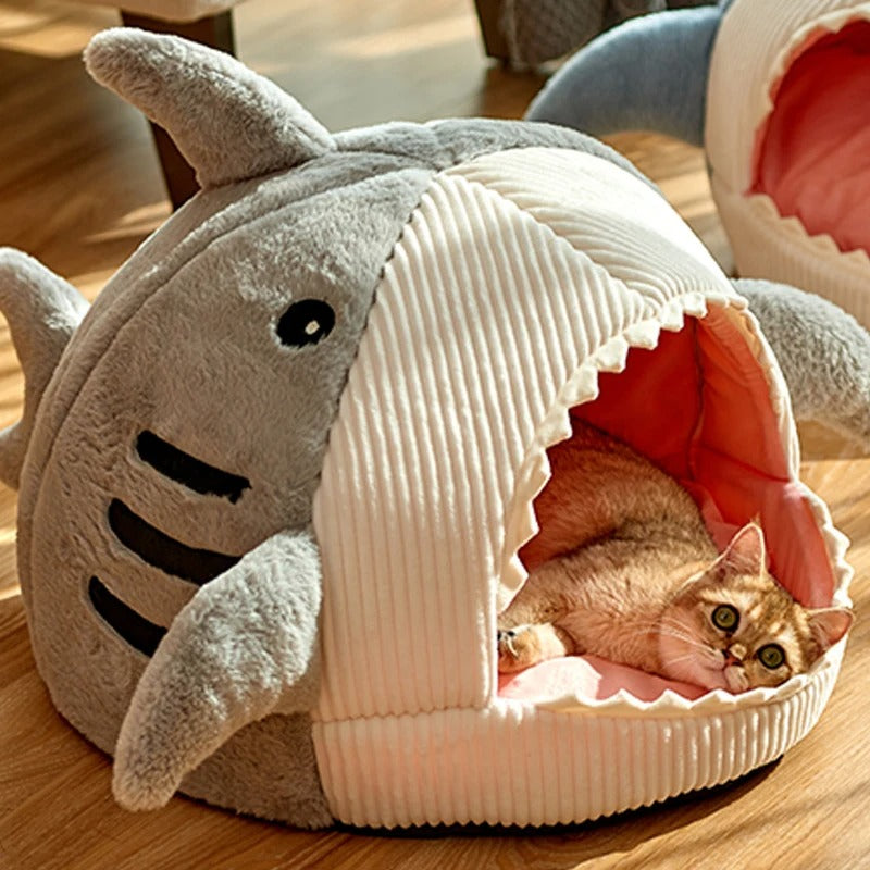 Sweet Tooth Shark